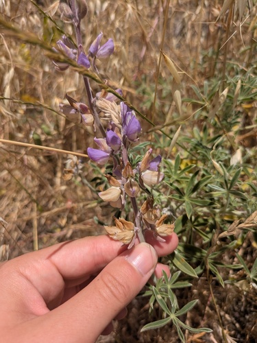 Lupinus formosus, photograph 2