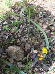 Calochortus monophyllus