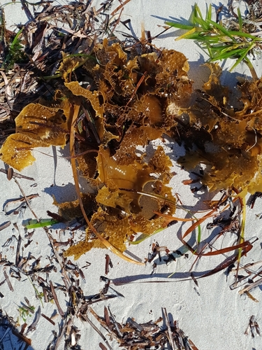Common Kelp