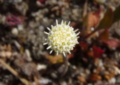 Leptinella conjuncta