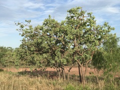 Corymbia dunlopiana