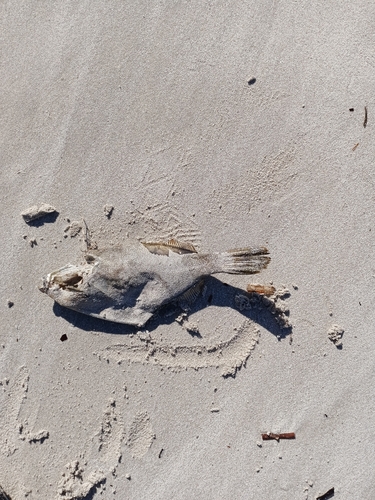 Spinytail Leatherjacket