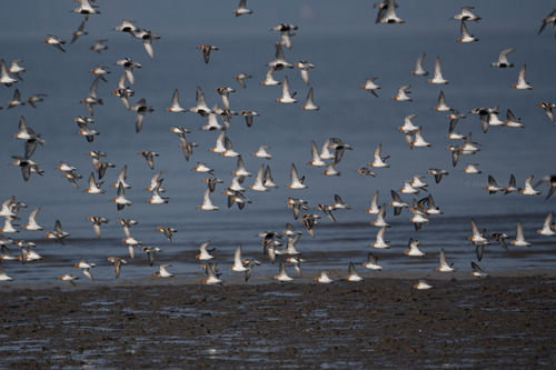 Red-necked Stint