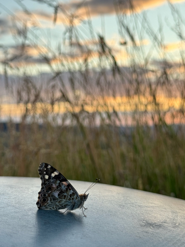 Painted Lady