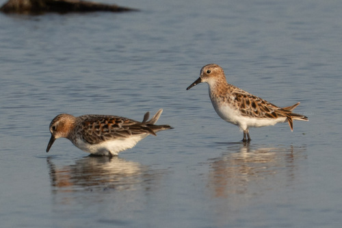 Little Stint