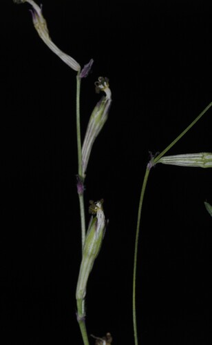 Silene choulettii