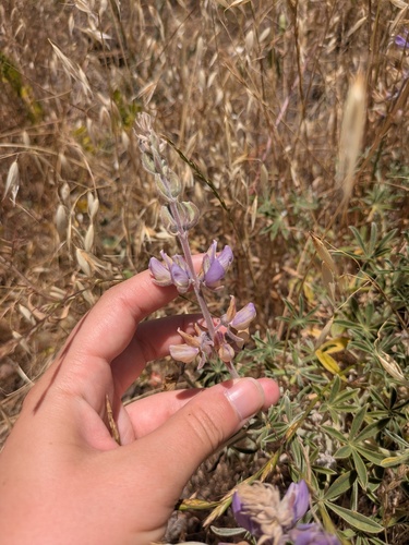 Lupinus formosus, photograph 3