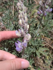 Lupinus formosus, photograph (c) jayjt, some rights reserved (CC BY)