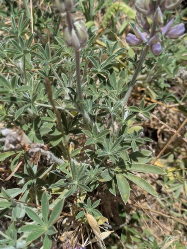 Lupinus formosus, photograph 5