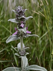Stachys thirkei, photograph (c) fmunoz, some rights reserved (CC BY)
