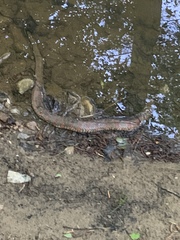 Nerodia sipedon