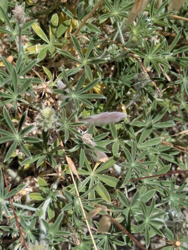 Lupinus formosus, photograph 6
