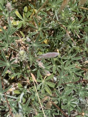 Lupinus formosus, photograph (c) jayjt, some rights reserved (CC BY)