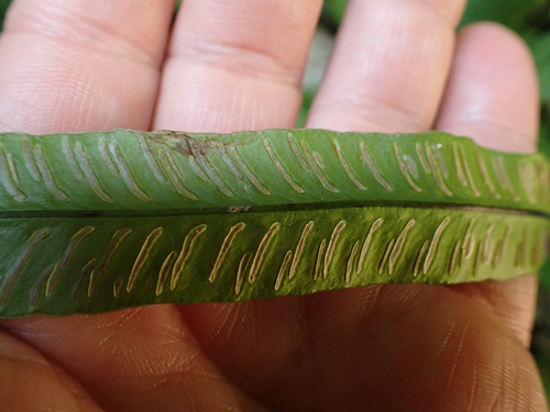 Deparia lancea, photograph 4