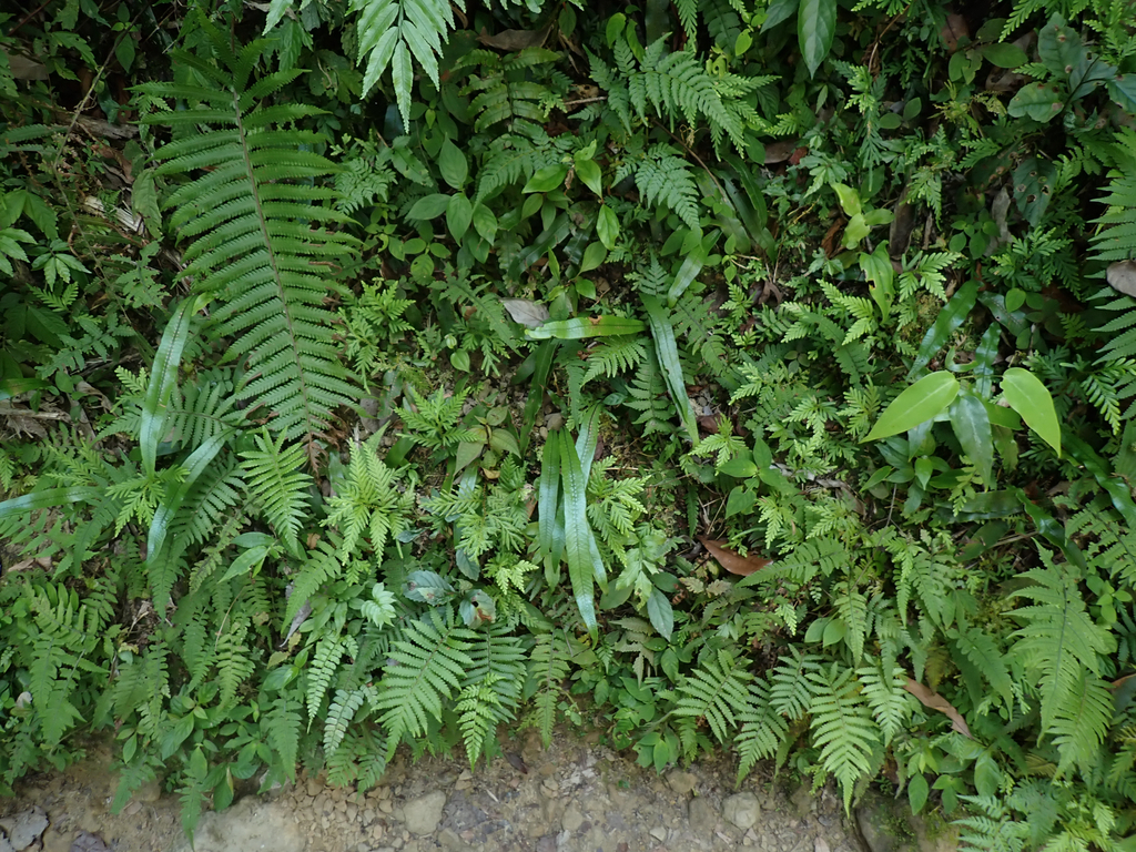 Deparia lancea; photograph (c) John Baur, some rights reserved (CC BY)