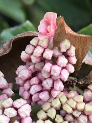 Hydrangeaceae