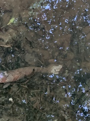 Nerodia sipedon