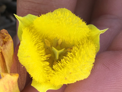 Calochortus monophyllus