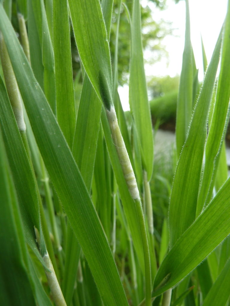 Epichloe clarkii