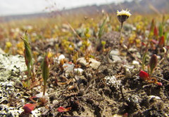 Leptinella conjuncta