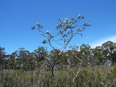 Eucalyptus perriniana