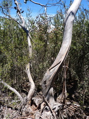 Eucalyptus perriniana