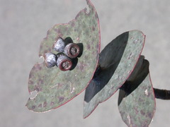 Eucalyptus perriniana