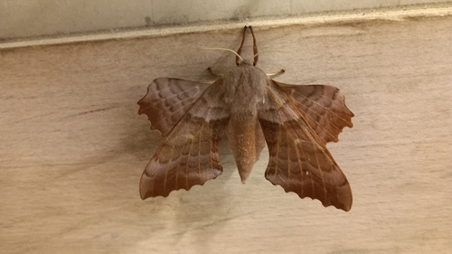 Poplar Hawkmoth