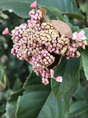 Hydrangeaceae