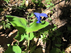 Salvia patens