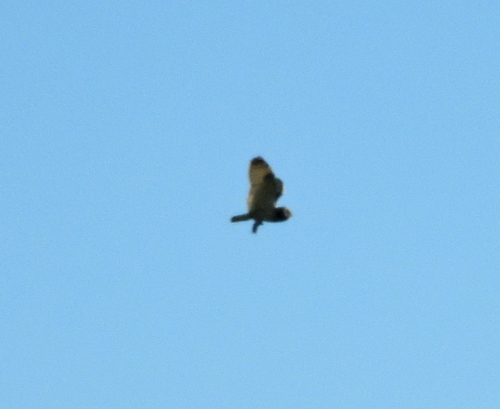 Short-eared Owl