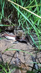 Ranoidea longipes