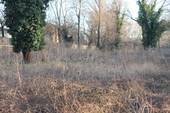 Capreolus capreolus