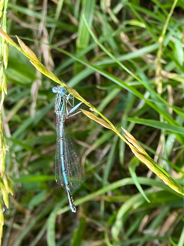 Blue Featherleg