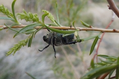 Paracotalpa granicollis