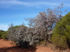 Eucalyptus kruseana