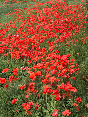 common poppy