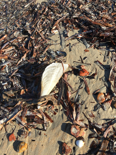 Australian Razor Clam