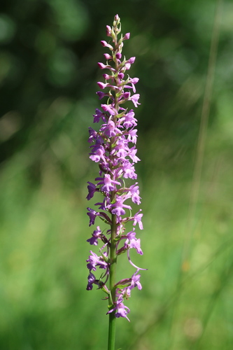 Fragrant Orchid