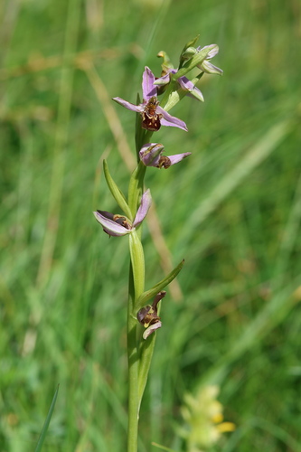 Bee Orchid