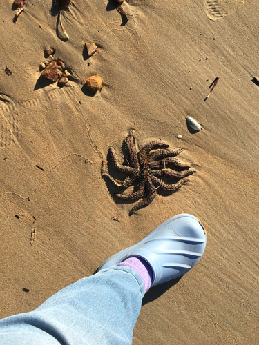 Eleven-armed Sea Star