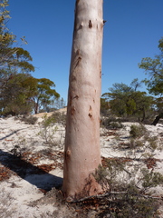 Eucalyptus salicola