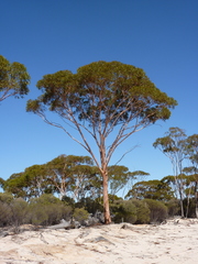 Eucalyptus salicola