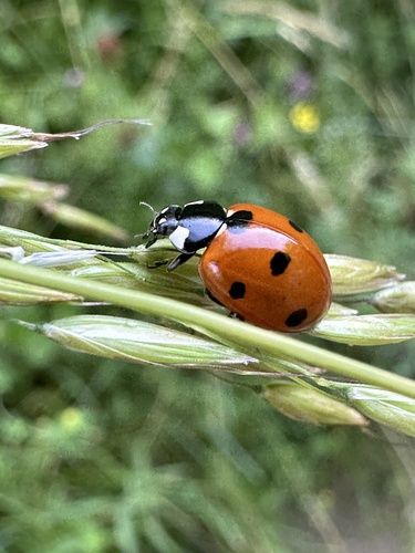 Seven-spotted Lady Beetle
