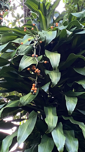 Dracaena fragrans, 2026-06-07