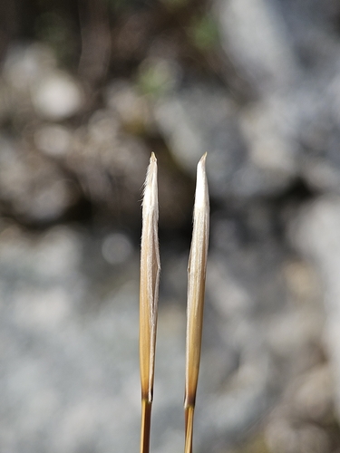 Stipa pulcherrima, 2026-06-04
