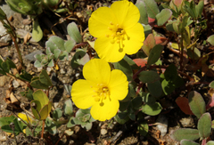 Camissoniopsis cheiranthifolia cheiranthifolia