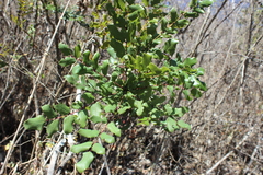 Berberis hartwegii