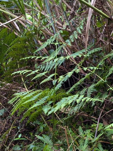 Dennstaedtia scandens observed 2026-06-08