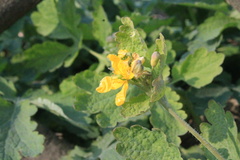 Chelidonium majus